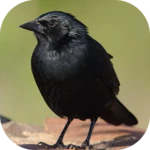 Logo of Blackbird songs android Application 