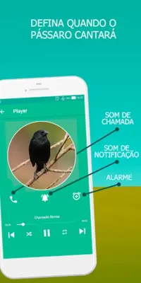 Blackbird songs android App screenshot 2